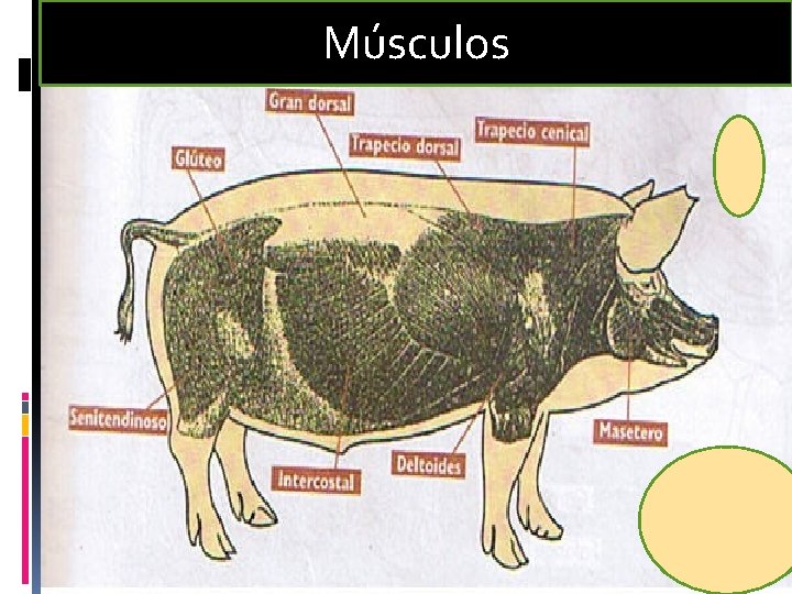 Músculos 