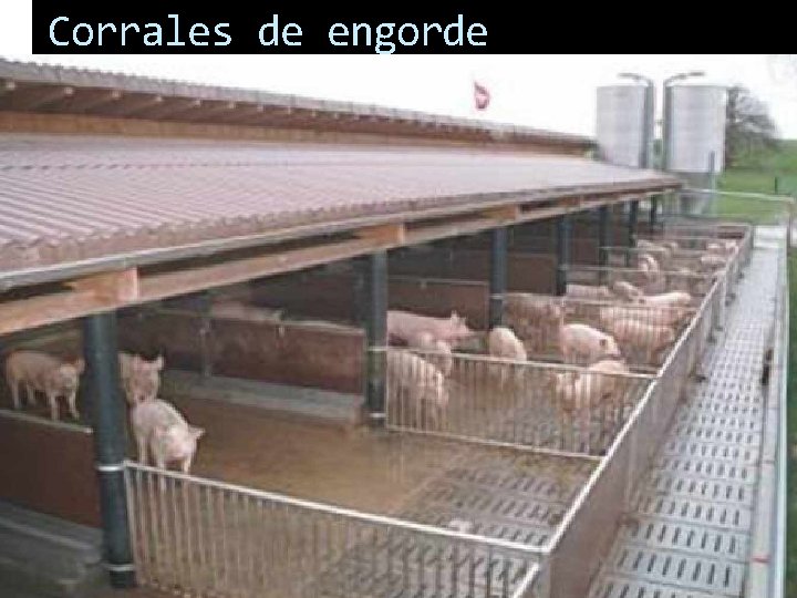 Corrales de engorde 