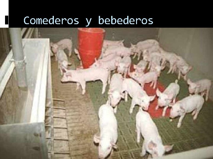 Comederos y bebederos 