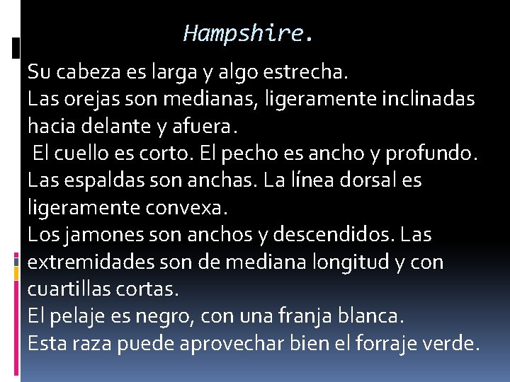 Hampshire. Su cabeza es larga y algo estrecha. Las orejas son medianas, ligeramente inclinadas