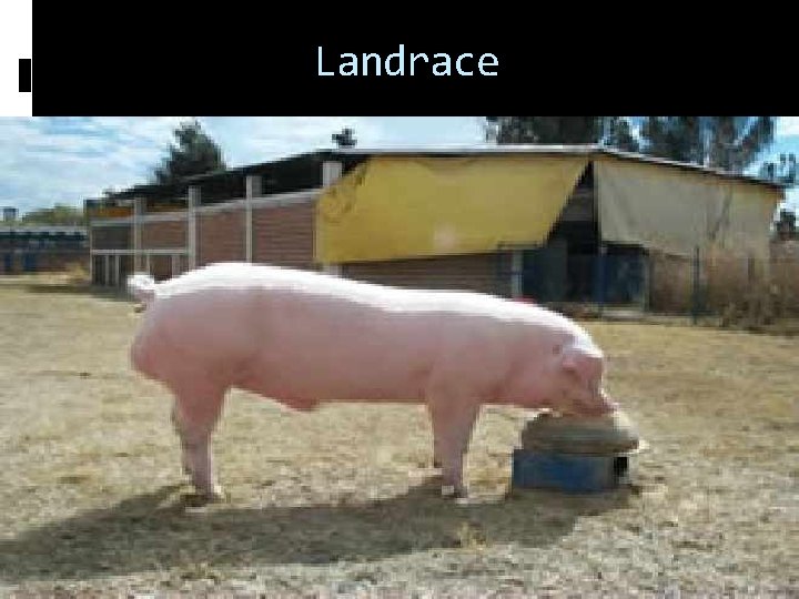 Landrace 