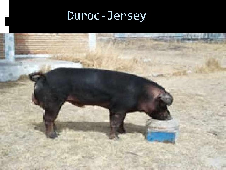 Duroc-Jersey 