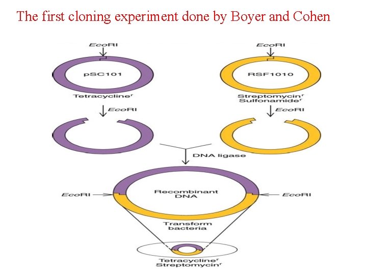 The first cloning experiment done by Boyer and Cohen 