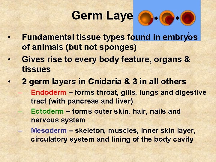 Germ Layers • • • Fundamental tissue types found in embryos of animals (but