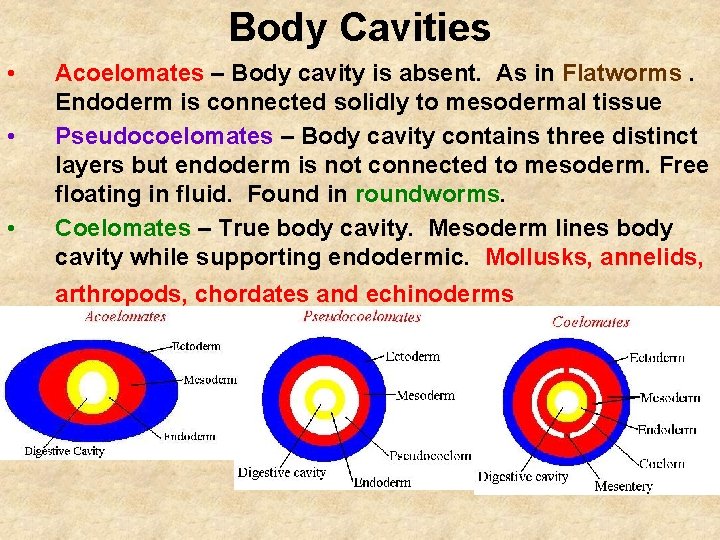Body Cavities • • • Acoelomates – Body cavity is absent. As in Flatworms.