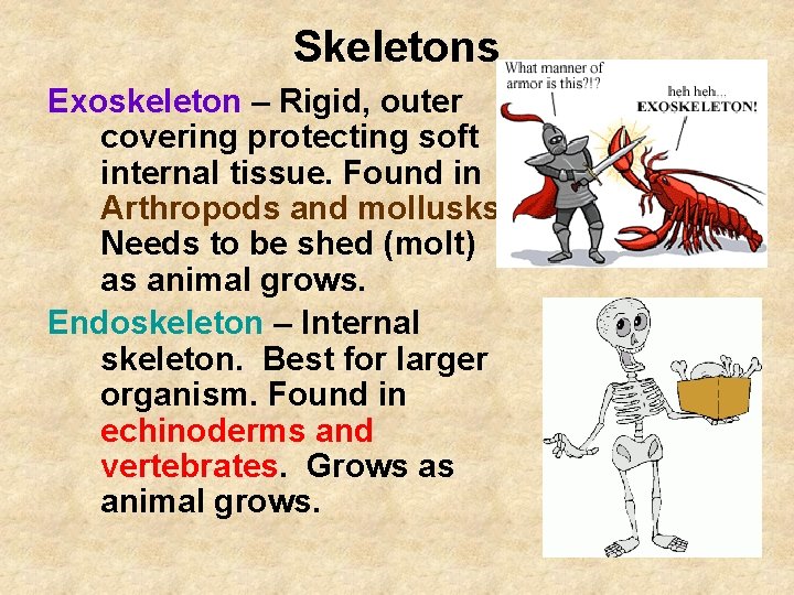 Skeletons Exoskeleton – Rigid, outer covering protecting soft internal tissue. Found in Arthropods and