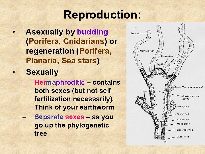 Reproduction: • • Asexually by budding (Porifera, Cnidarians) or regeneration (Porifera, Planaria, Sea stars)