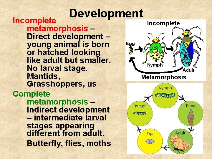 Development Incomplete metamorphosis – Direct development – young animal is born or hatched looking