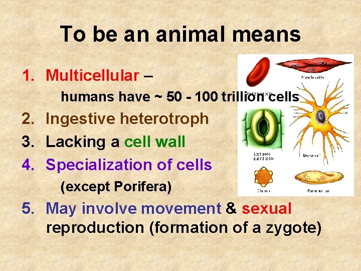 To be an animal means 1. Multicellular – humans have ~ 50 - 100