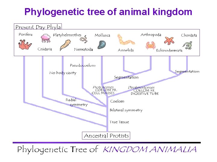 Phylogenetic tree of animal kingdom • Based on: – Body symmetry – Patterns of