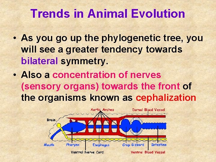 Trends in Animal Evolution • As you go up the phylogenetic tree, you will