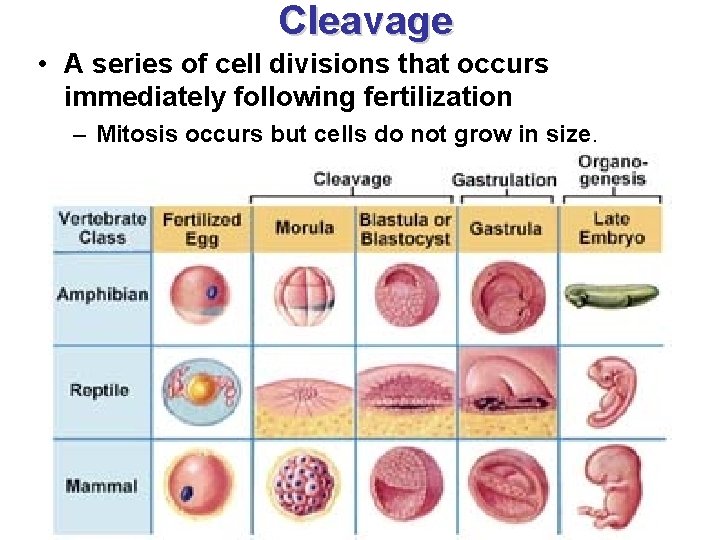 Cleavage • A series of cell divisions that occurs immediately following fertilization – Mitosis