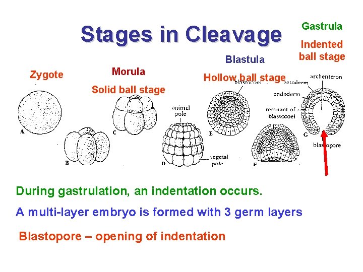 Stages in Cleavage Blastula Zygote Morula Gastrula Indented ball stage Hollow ball stage Solid