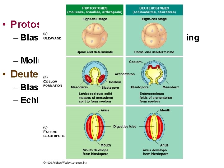  • Protostome – Blastopore developes into the oral opening (mouth) – Mollusks, arthropods