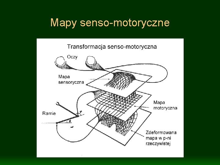 Mapy senso-motoryczne 