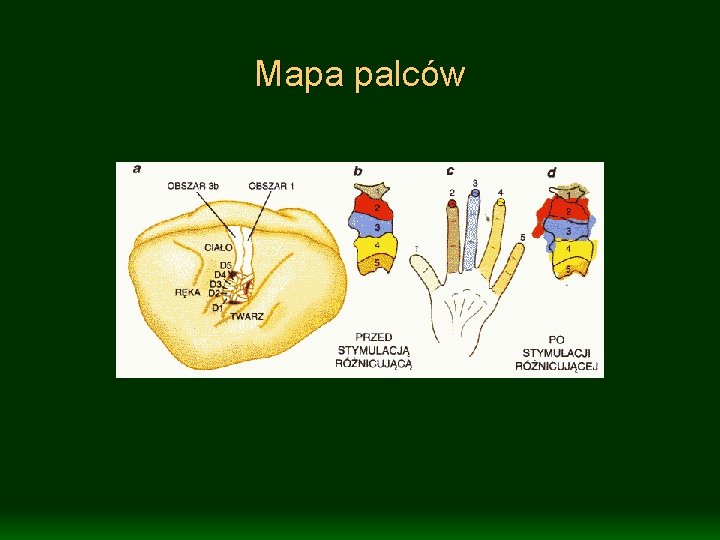 Mapa palców 