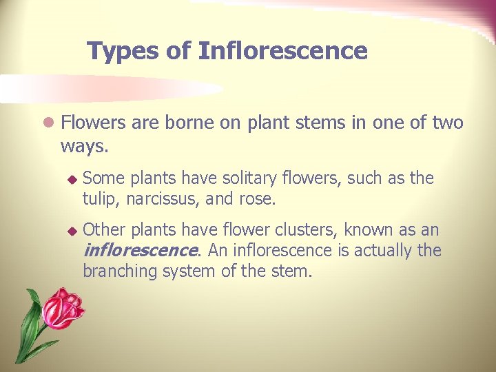Types of Inflorescence l Flowers are borne on plant stems in one of two