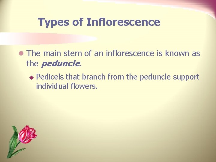 Types of Inflorescence l The main stem of an inflorescence is known as the
