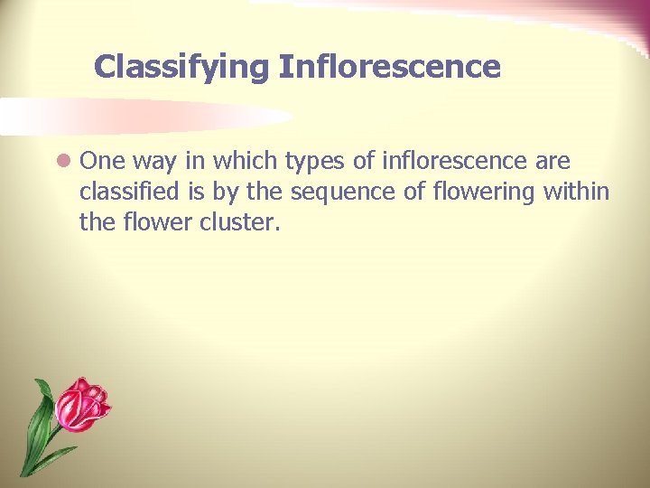 Classifying Inflorescence l One way in which types of inflorescence are classified is by