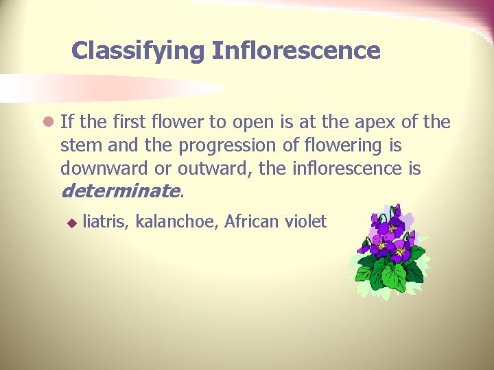 Classifying Inflorescence l If the first flower to open is at the apex of