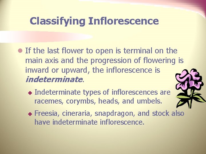 Classifying Inflorescence l If the last flower to open is terminal on the main