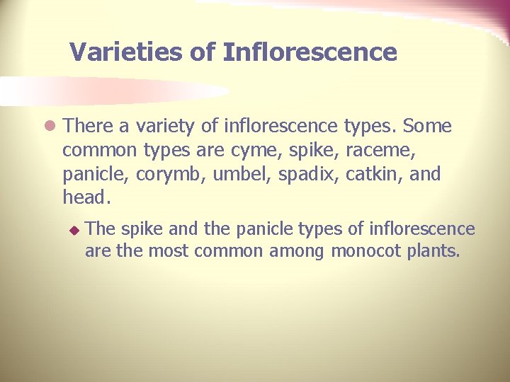 Varieties of Inflorescence l There a variety of inflorescence types. Some common types are