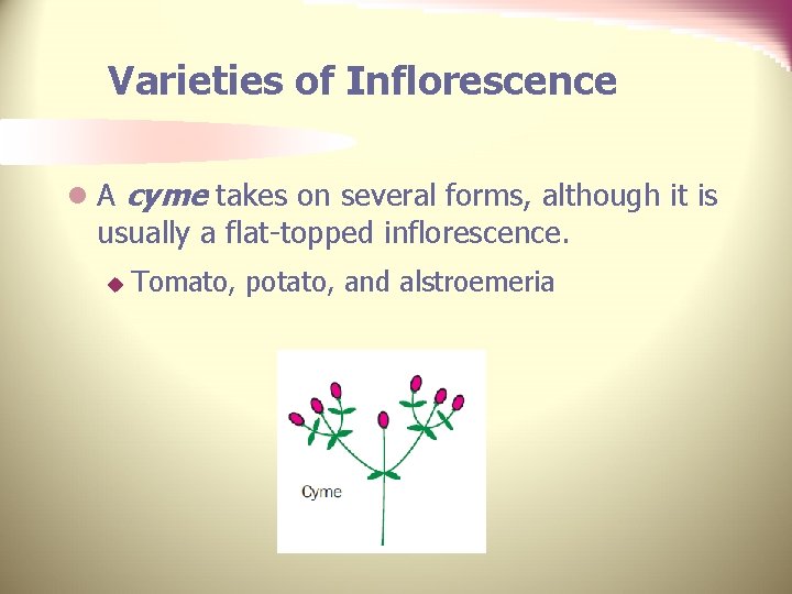 Varieties of Inflorescence l A cyme takes on several forms, although it is usually