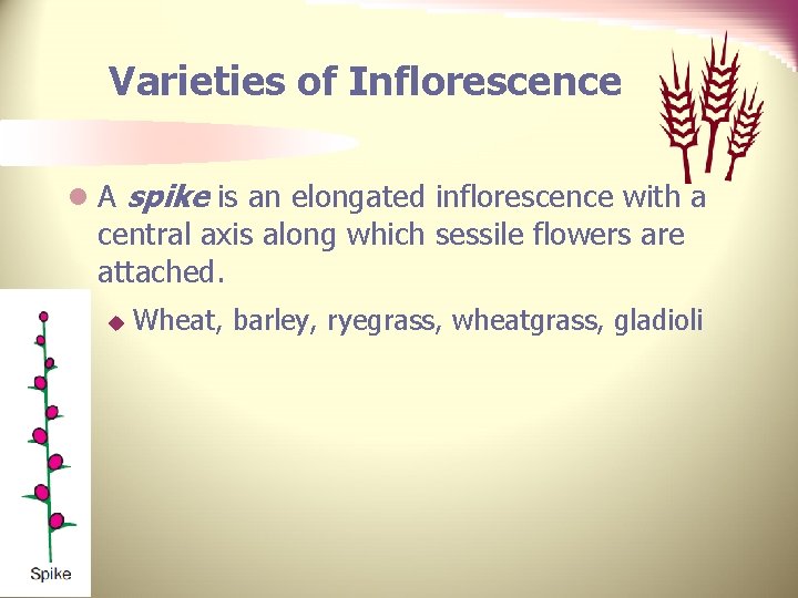 Varieties of Inflorescence l A spike is an elongated inflorescence with a central axis