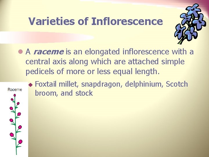 Varieties of Inflorescence l A raceme is an elongated inflorescence with a central axis