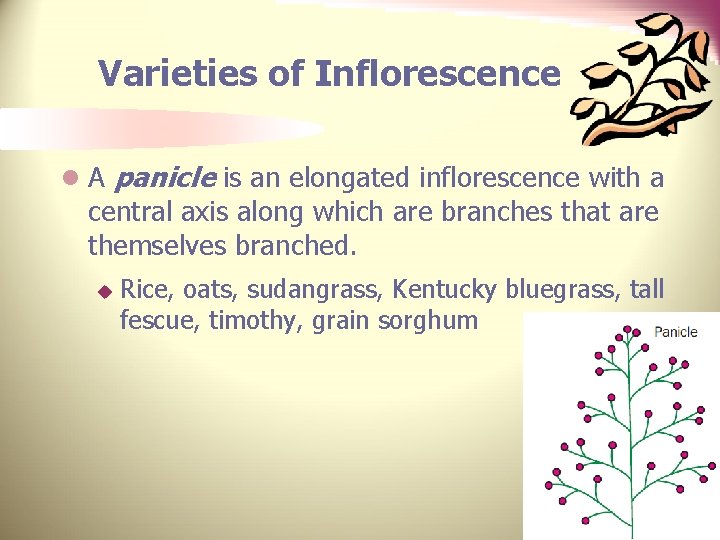 Varieties of Inflorescence l A panicle is an elongated inflorescence with a central axis