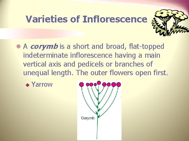 Varieties of Inflorescence l A corymb is a short and broad, flat-topped indeterminate inflorescence