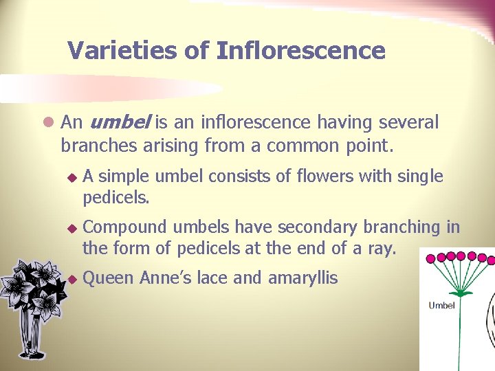 Varieties of Inflorescence l An umbel is an inflorescence having several branches arising from