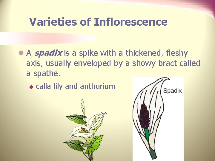 Varieties of Inflorescence l A spadix is a spike with a thickened, fleshy axis,