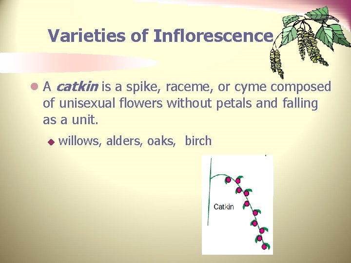 Varieties of Inflorescence l A catkin is a spike, raceme, or cyme composed of