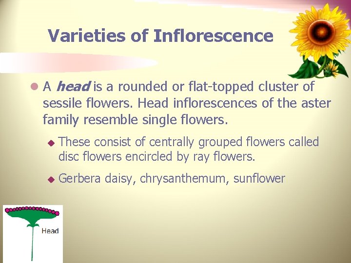 Varieties of Inflorescence l A head is a rounded or flat-topped cluster of sessile