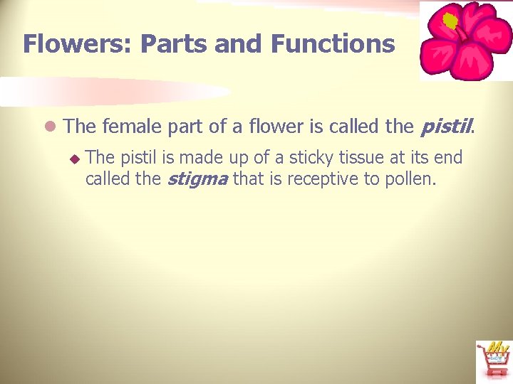 Flowers: Parts and Functions l The female part of a flower is called the