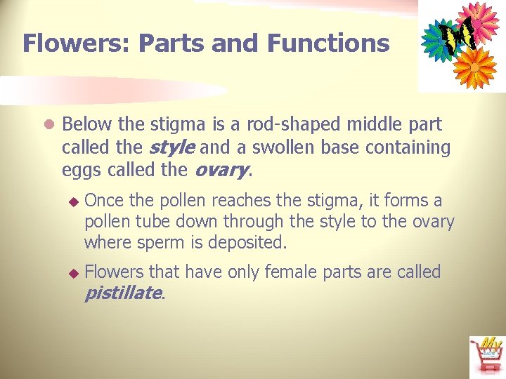 Flowers: Parts and Functions l Below the stigma is a rod-shaped middle part called