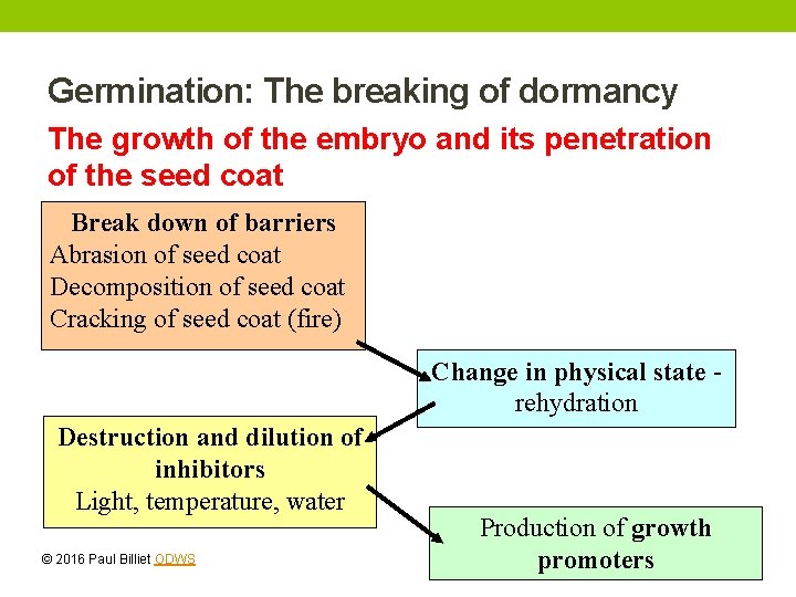 Germination: The breaking of dormancy The growth of the embryo and its penetration of