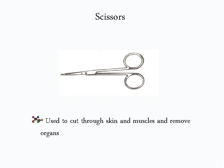 Scissors Used to cut through skin and muscles and remove organs 