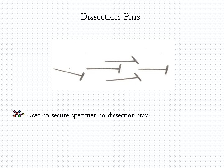Dissection Pins Used to secure specimen to dissection tray 