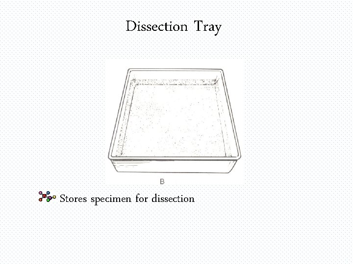 Dissection Tray Stores specimen for dissection 