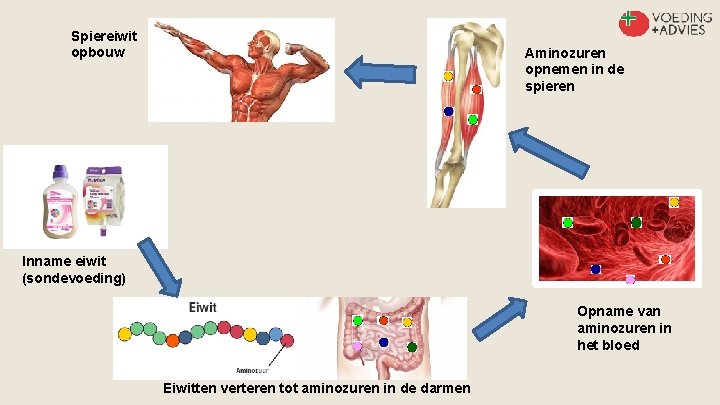 Spiereiwit opbouw Aminozuren opnemen in de spieren Inname eiwit (sondevoeding) Opname van aminozuren in