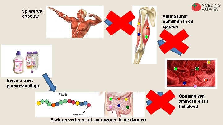 Spiereiwit opbouw Aminozuren opnemen in de spieren Inname eiwit (sondevoeding) Opname van aminozuren in