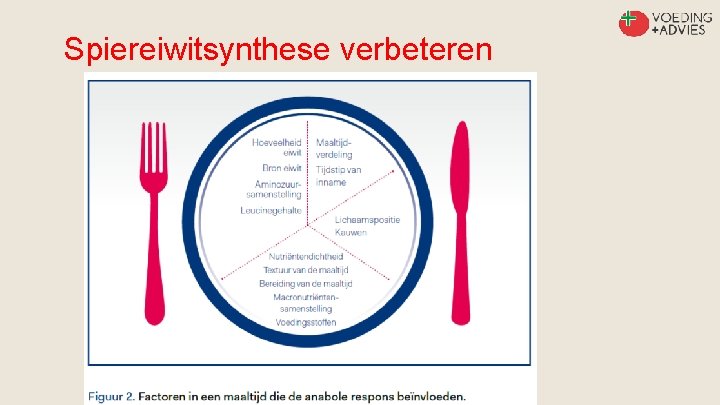 Spiereiwitsynthese verbeteren 