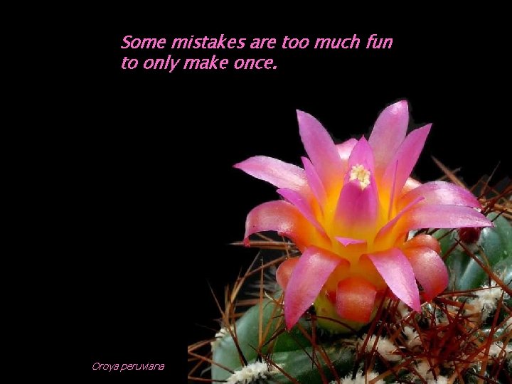 Some mistakes are too much fun to only make once. Oroya peruviana 