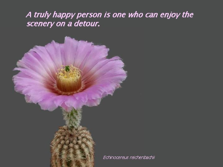 A truly happy person is one who can enjoy the scenery on a detour.