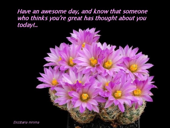 Have an awesome day, and know that someone who thinks you're great has thought