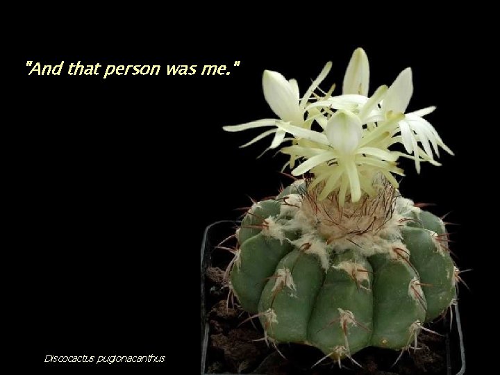 "And that person was me. " Discocactus pugionacanthus 