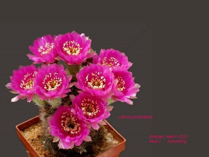 Lobivia peclardiana Esteban, March 2012 Music: Something 
