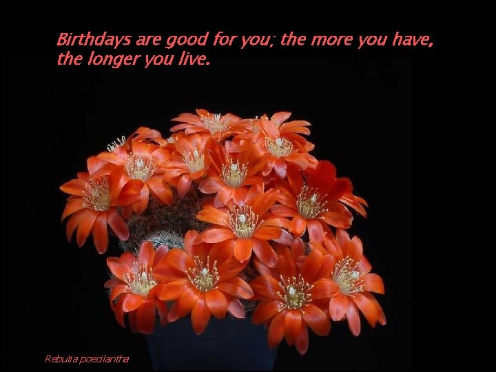 Birthdays are good for you; the more you have, the longer you live. Rebutia